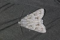 Acronicta aceris