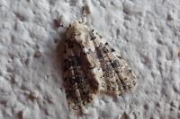 Bryophila domestica