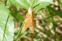 Selenia dentaria