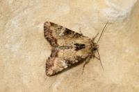Apamea scolopacina