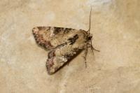 Apamea scolopacina