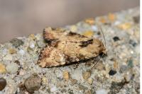 Apamea scolopacina