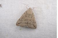 Clytie illunaris