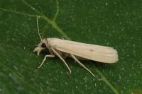 Coenochroa ablutella