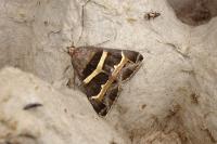Grammodes stolida