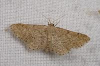 Idaea belemiata helianthemata