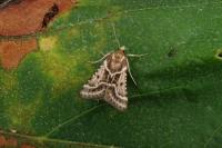 Stemmatophora borgialis