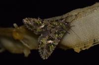 Trachea atriplicis