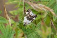 Acontia lucida