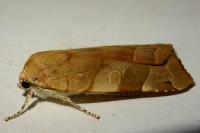 Noctua fimbriata