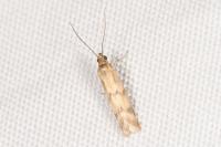 Homoeosoma sinuella