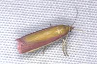 Oncocera semirubella