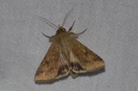 Helicoverpa armigera