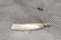 Crambus perlellus
