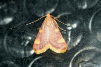 Hypsopygia costalis