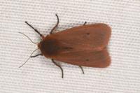 Phragmatobia fuliginosa