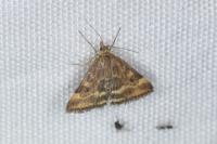 Pyrausta despicata