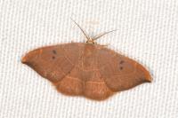 Watsonalla binaria
