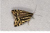 Emmelia trabealis