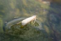 Acentria ephemerella