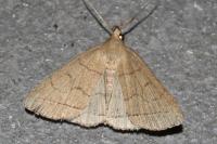 Herminia tarsipennalis