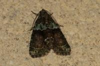Cryphia algae