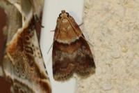 Acrobasis repandana