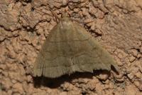 Herminia tarsicrinalis