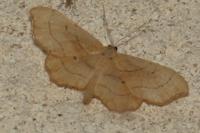 Idaea emarginata