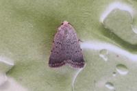 Caradrina aspersa