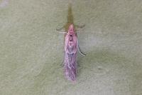 Ancylosis cinnamomella
