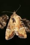 Apamea scolopacina