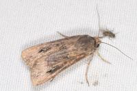 Agrotis ipsilon