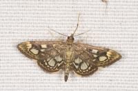 Anania coronata