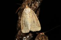 Photedes minima
