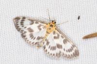 Anania hortulata