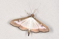Cydalima perspectalis
