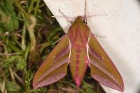Deilephila elpenor