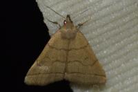 Herminia tarsipennalis