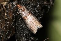 Acrobasis advenella