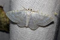 Asthena albulata