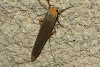 Manulea complana