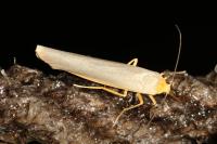 Manulea complana