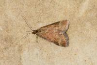 Pyrausta despicata