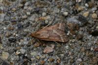 Synaphe punctalis