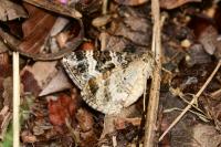 Epirrhoe alternata