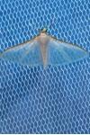 Palpita vitrealis