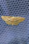 Idaea mediaria