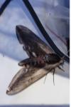 Sphinx ligustri