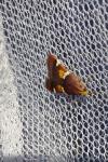 Pyralis regalis